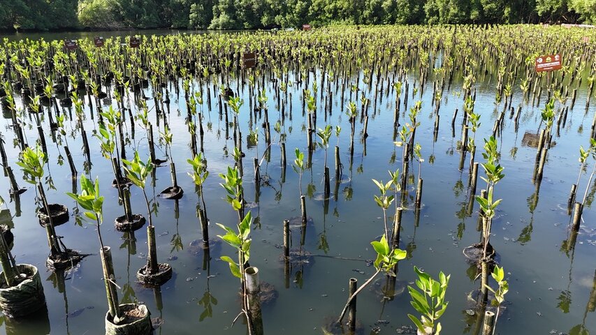Coastal Mangrove Restoration Passes 800-Hectare Milestone